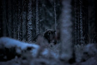 Brown Bears and the First snow