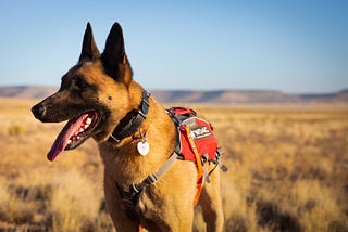 A Belgian Malinois stands in a sunny desert landscape, wearing his red working vest and smiling.