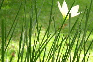 The importance of the environment and built environment