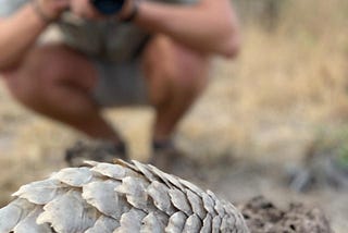 A photographer takes an image of a pangolin. The photographer is out of focus; the pangolin in focus