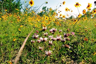 Go Outside, Spring Is for Feeling Alive