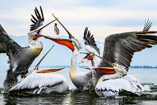 Large Breasted Seabirds