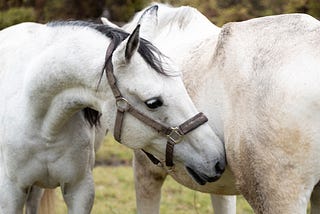 What leaders can learn from horses?