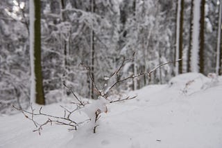 Rakitna during the Winter
