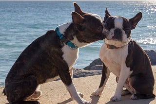 two Boston terrier dogs kissing