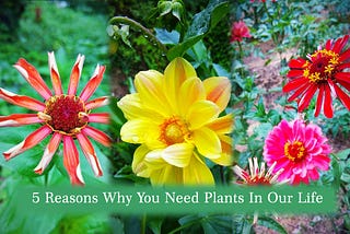 5 Reasons Why You Need Plants In Our Life