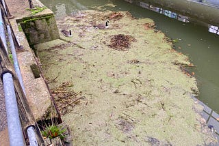 Algae and Green Weed issue in Lincoln