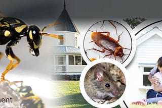 Which Treatment Is Best For Termite Control in Delhi/NCR? Home Vs Expert