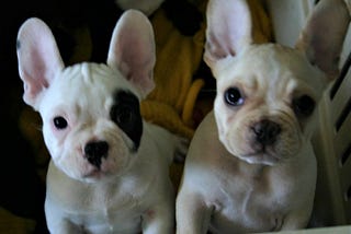 White French Bulldog — All you need to know