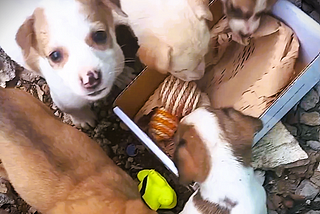 A group of stray pups looking at toys in a box
