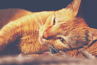 How Owning A Cat Can Change Your Life