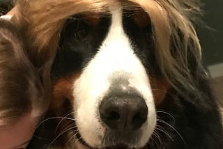 My Bernese Mountain Dog with a Trump combover