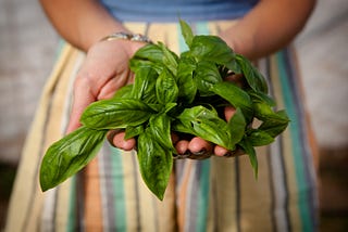 A farmer holds basil leaves