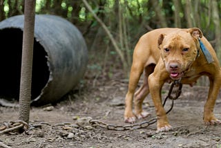 DOGFIGHTING: A BLOODY AND CRUEL “SPORT”