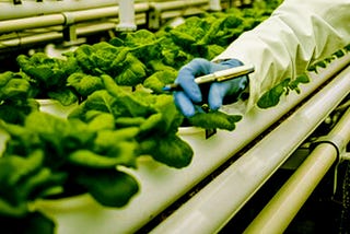 The Future of Food: Innovations in Sustainable Agriculture