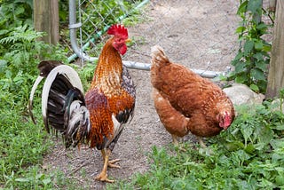 A rooster with brown, black, and white feathers walks on a path next to a hen with brown feathers grazing on greenery.