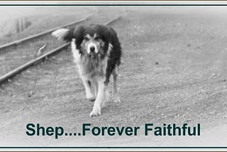 The Unbreakable Bond of Shep: A Story of Loyalty and Devotion