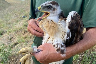 A person holds a banded hawk.