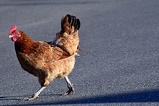 “The Chicken Crossed the Road”: by all your favorite (and least favorite) news outlets