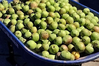 Large blue wheelbarrow filled to the brim with ripe green pears