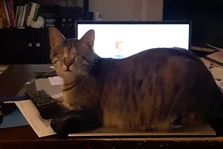 My blind cat Scout sitting on my lap top looking all innocent looking at me, her cat mom. It’s a cat mom thing.