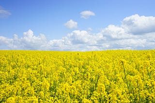 Image of a field of yellow mustard flowers