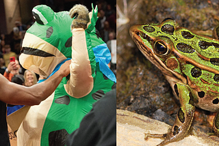 We may have identified the species of the Cavs frog.