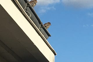 L’effondrement, c’est maintenant ?