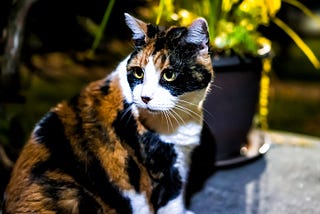 A Calico cat sitting on a ledge