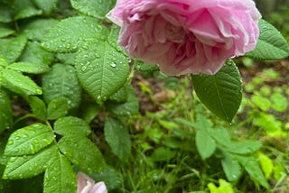 On A Rainy Afternoon in June