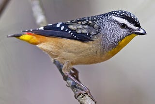 Australia’s Smallest Bird on the Move