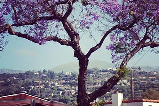 Under the Jacaranda Tree