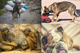 Story of dog, donkey and man