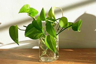 How to Grow Pothos in Water ?