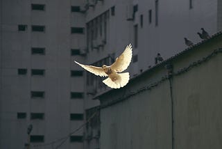 White bird, wings spread, against a background of gray highrise buildings.