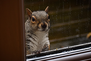 Trapped Alone With A Panicking Juvenile Squirrel