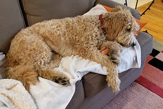Goldendoodle lying on sofa with ball