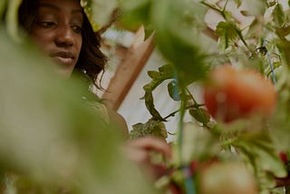Prendre soin de ses tomates