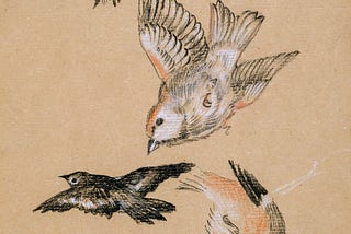Little Bird