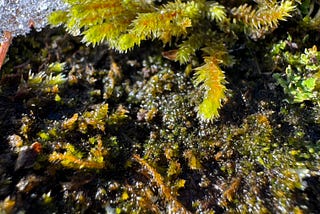 Moss drinking up some melting snow