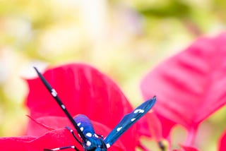 Photography Techniques for Capturing Stunning Images