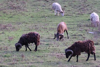 Last light chance at a ‘beautiful’ feral ram