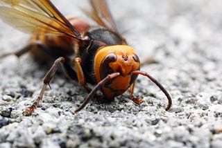 A Blast of Charcoal Dust Could Stop Invasive Asian Hornets in Their Tracks