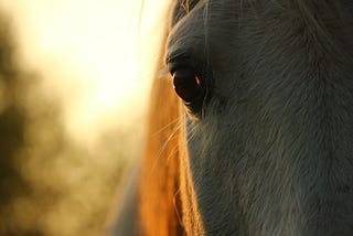 ​Transitioning from Summer to Autumn and the Challenges of Rugging Horses