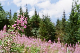 Woodland Therapy: Backpacking in the White Mountains