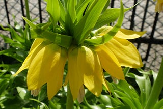 Walking the Garden -