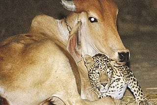 The Leopard and the Cow