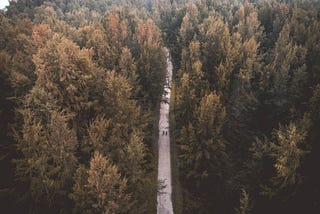 An aerial view of a road in the middle of a forest.