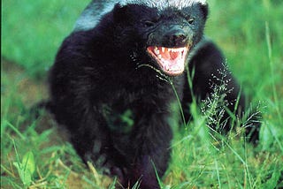 JavaScript is the Honey Badger of Languages