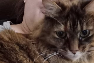 A fluffy main coon cat challenges convention and asks for morning snuggles from her cat mom.